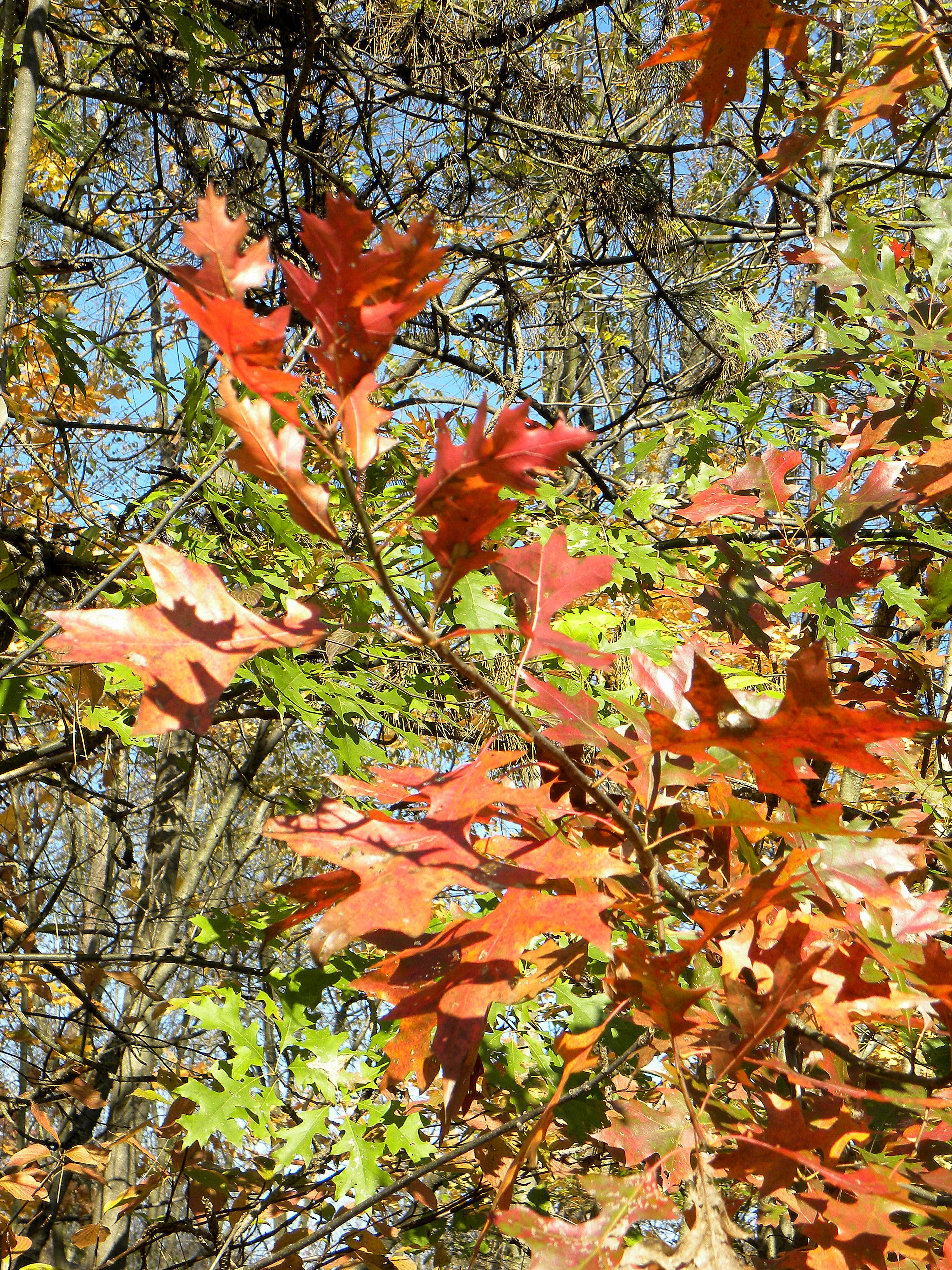 Fall-Leaves-2