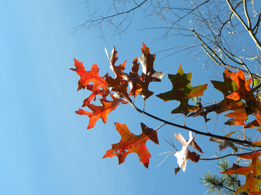 Fall-Leaves