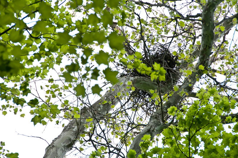 Redtail-Hawks-Nest