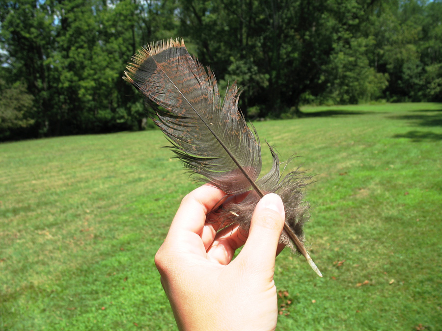 Turkey-Feather