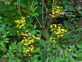 Spring-Wildflowers-1