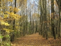 Fall-Path