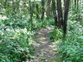 Woods-Path-3